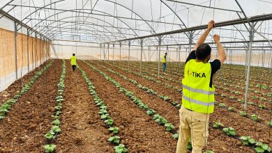 tika sera1